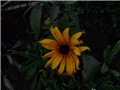 pupavica - lat rudbeckia